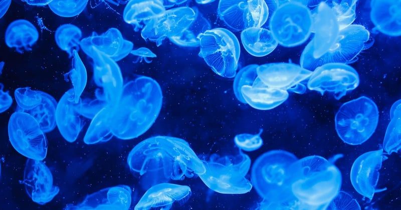 Les fonds marins deviennent un marché stratégique, voici pourquoi