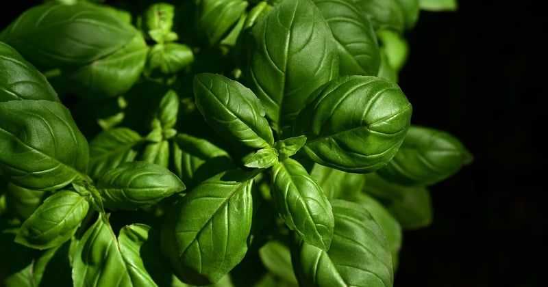 Le retour des cuisines de terroir : pourquoi on les redécouvre avec passion
